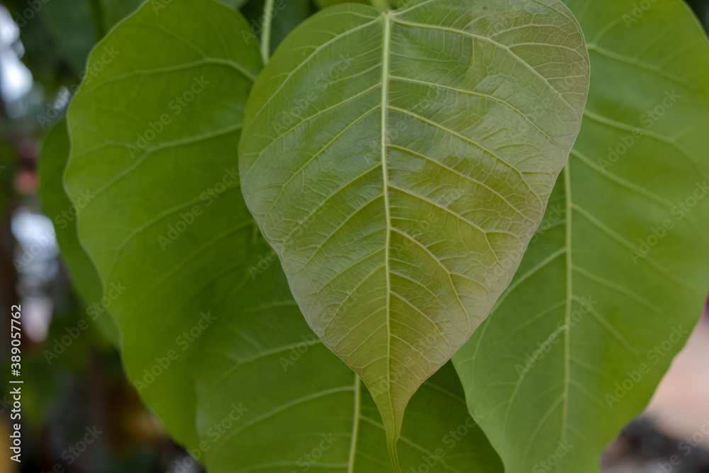 Green Bodhi leaves on the tree Green Bodhi leaves on the tree