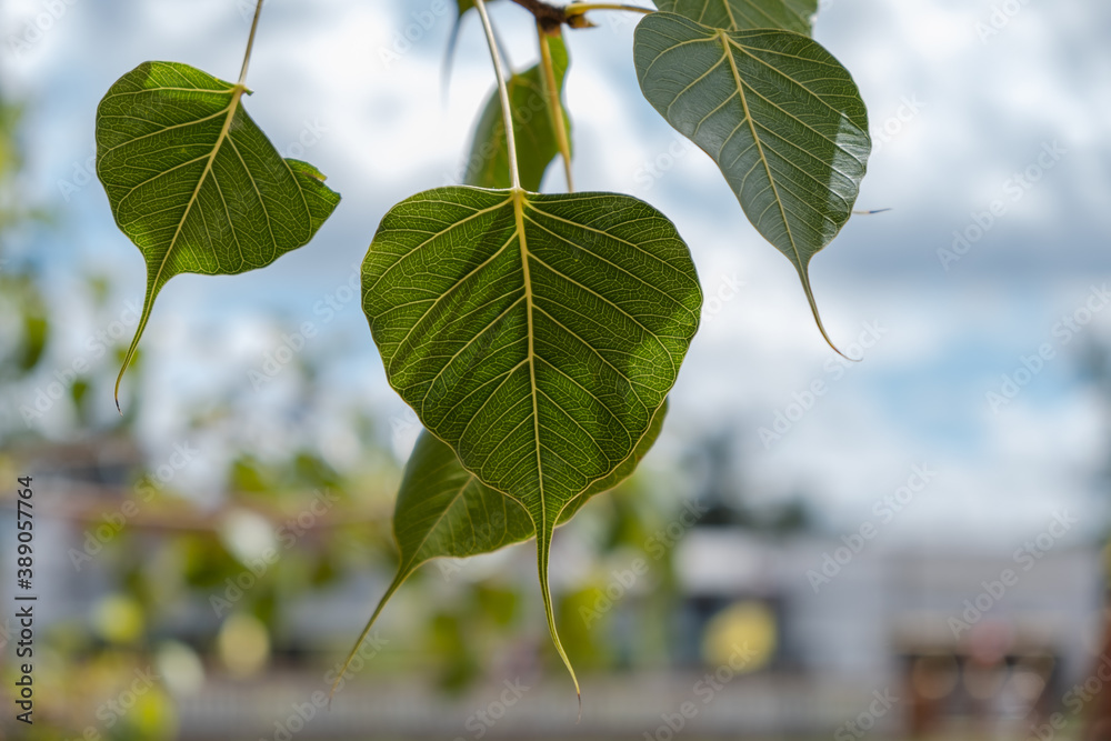 Green Bodhi leaves on the tree Green Bodhi leaves on the tree