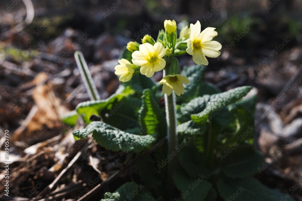 Beautiful spring yellow primrose (ox lip) flower growing in forest. Beautiful spring yellow primrose (ox lip) flower growing in forest.