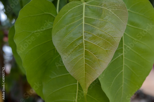 Green Bodhi leaves on the tree