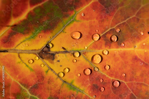 Closeup of water droplets on a colorful autumn leaf