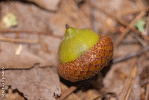 Closeup of upside-down green acorn photo