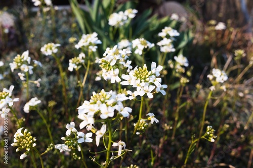 Little white flowers, sunny spring day, european garden. Closeup of beautiful flower petals.