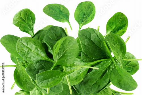 garden fresh green spinach leaves isolated closeup on white background