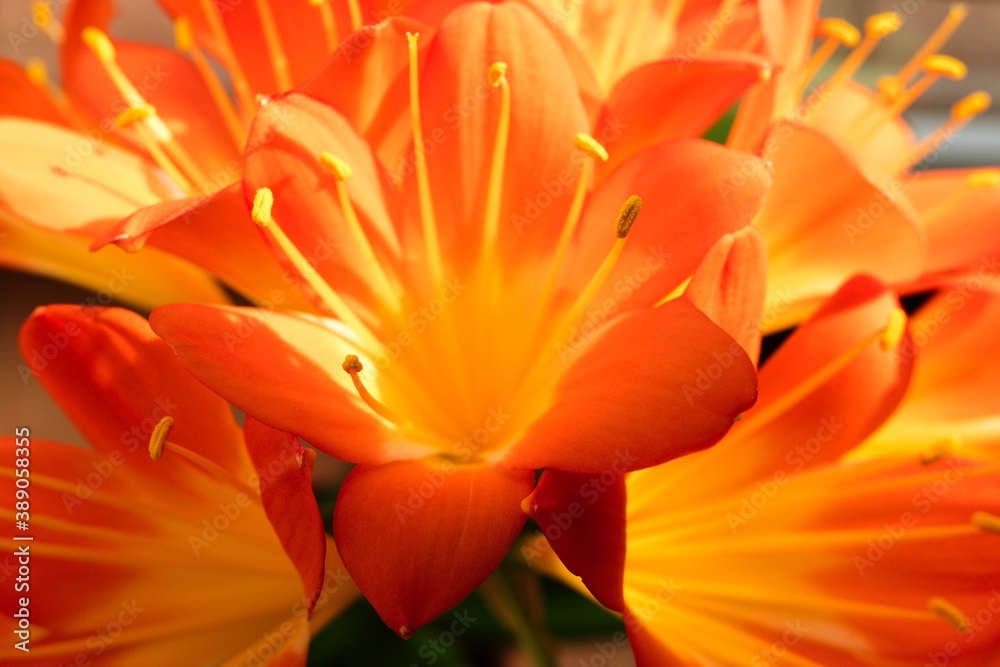 Obraz premium Clivia miniata, the Natal lily, bush lily, or Kaffir lily blooming. Close up of beautiful flower petals.