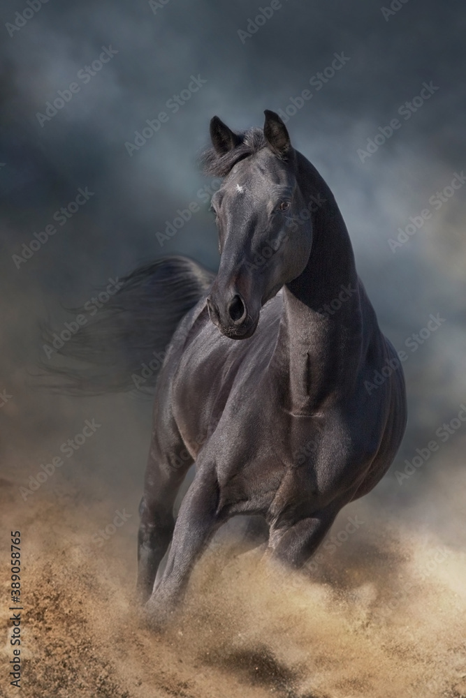 Obraz premium horse running