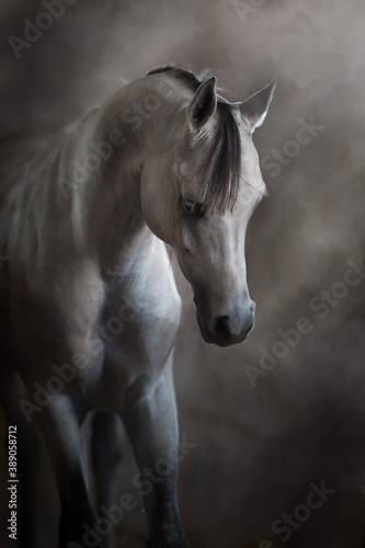 Arabian horse portrait in dust and smoke