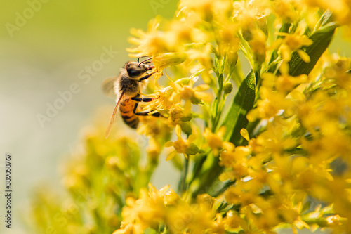 Honeybee on Yellow Flower