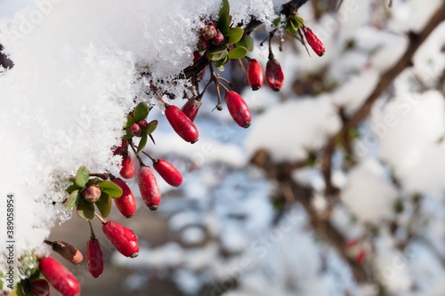 Barberry - berberis vulgaris. Closeup of berries on branch under snow in winter. photo