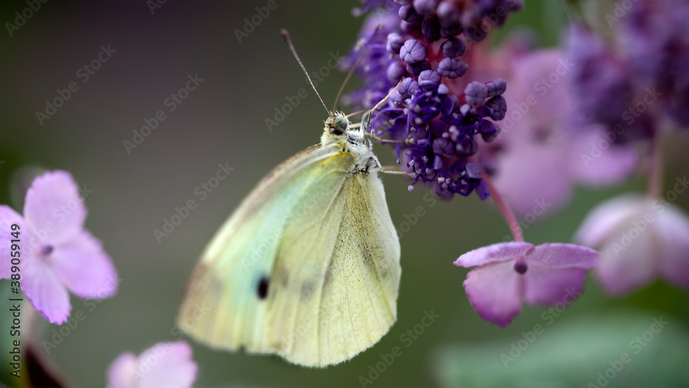 butterfly butterfly