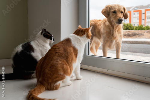  perro Labrador Retriever se detiene frente a una puerta para mirar a dos gatos domesticos al otro lado de la puerta. 2