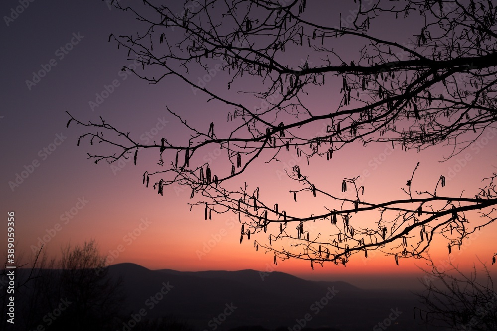 Silhouette of willow catkins in spring evening after sunset during golden hour. Catkins of Salix caprea, willow yew. Silhouette of willow catkins in spring evening after sunset during golden hour. Catkins of Salix caprea, willow yew.
