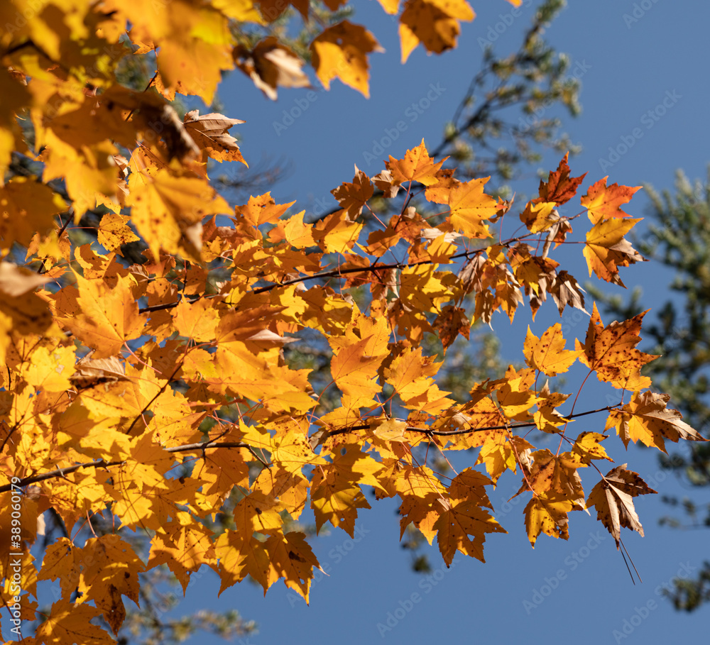 Branch of yellow maple leaves against blue sky Branch of yellow maple leaves against blue sky