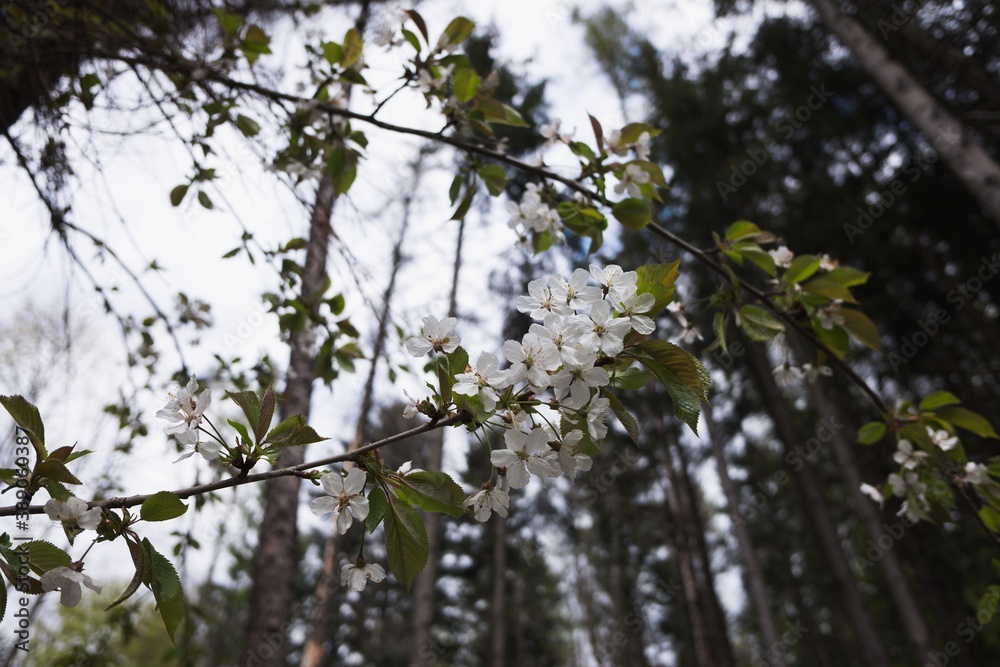 Fotografie Blooming cherry tree flowers. Closeup macro photo.