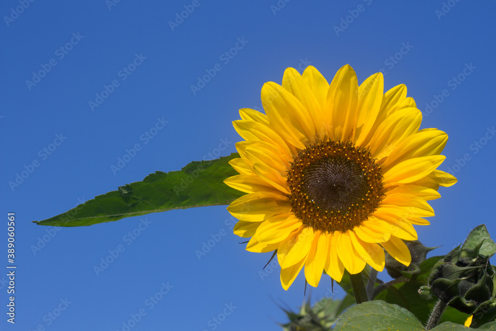 perfect sunflower with blue sky in background perfect sunflower with blue sky in background