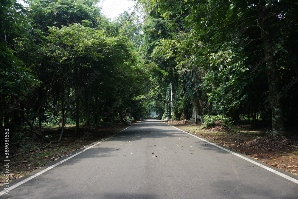 Road in the forest