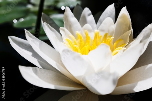Detail of beautiful white and yellow water lily flower. Closeup macro photography. photo