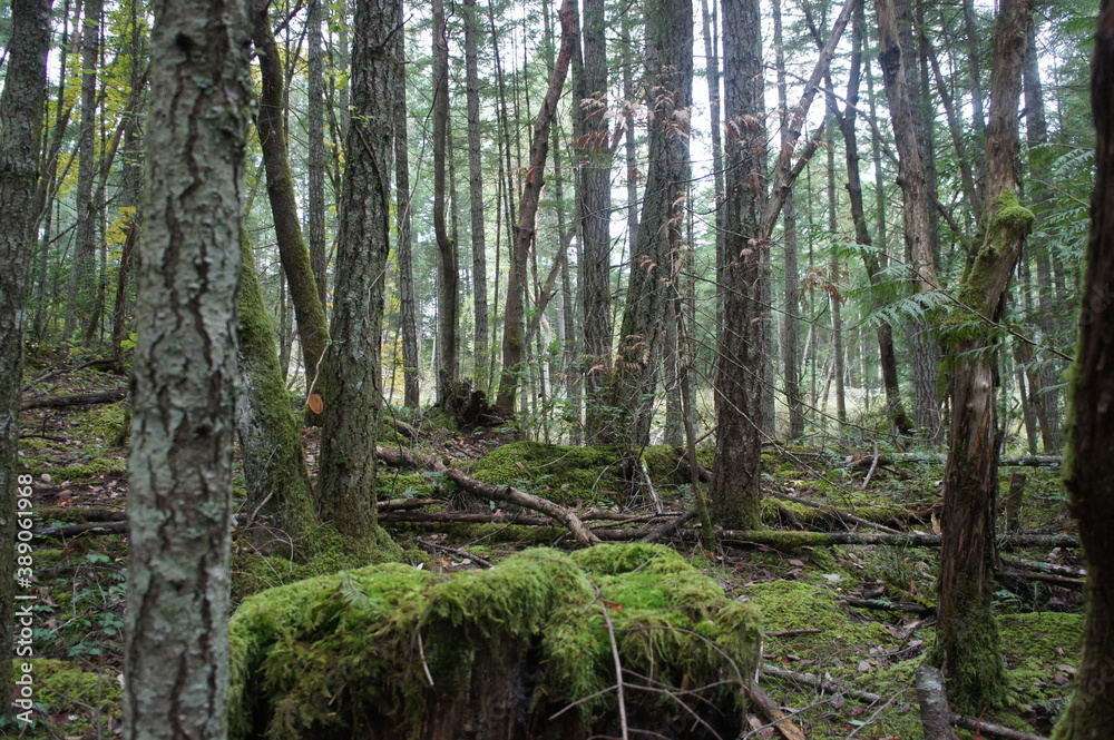 Obraz premium SONY DSC