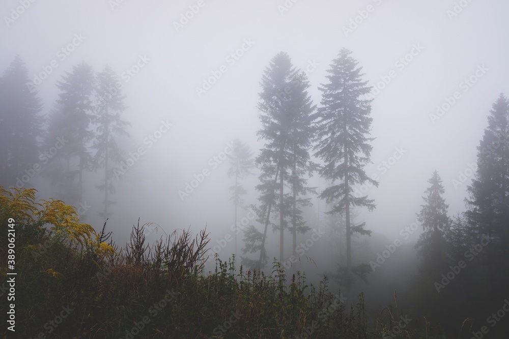 Fog over trees in forest during late summer morning.