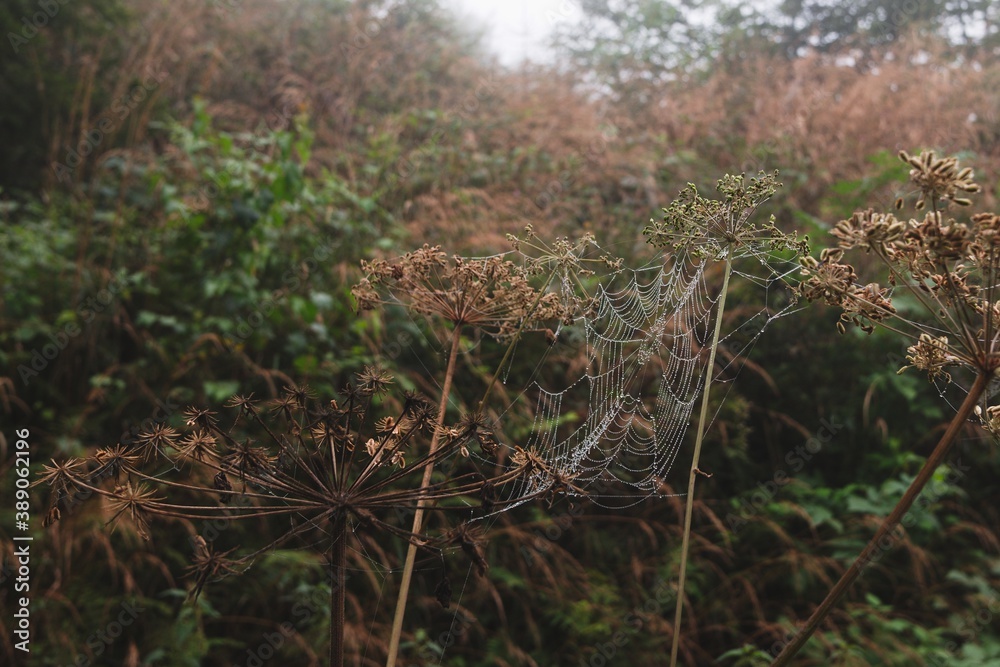 Beautiful spider web closeup in foggy forest. Late summer morning. Beautiful spider web closeup in foggy forest. Late summer morning.