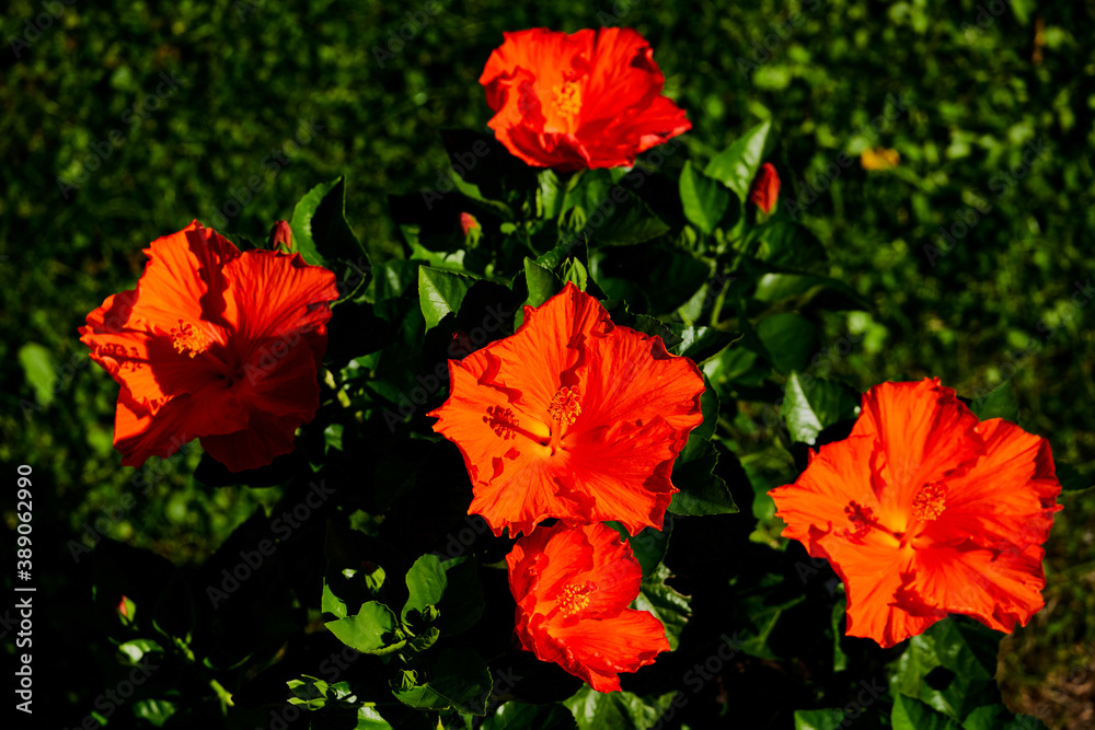 orange hibiscus flowers with pistil shadow in the petals