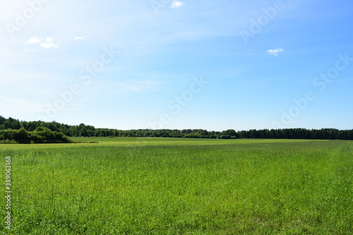 zielone pole i błękitne niebo