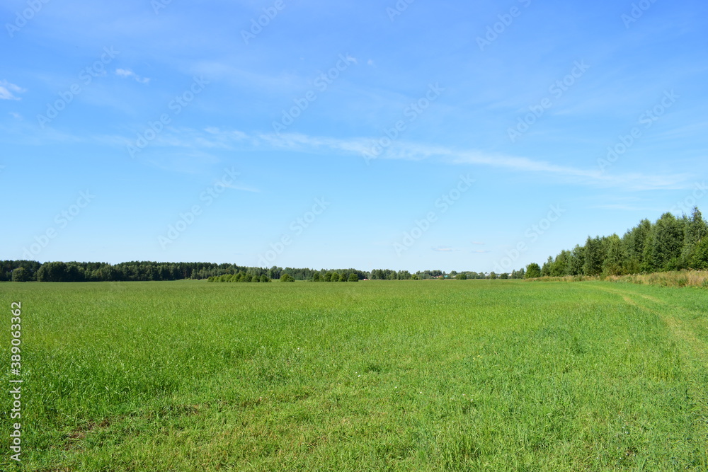 green field and blue sky