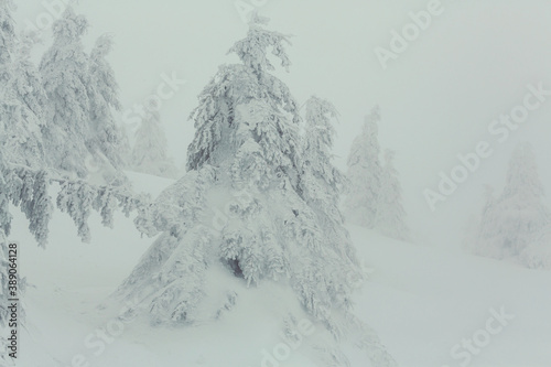 Winter landscapes © Galyna Andrushko