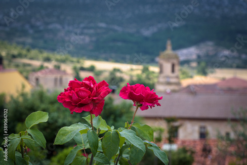 A couple of red roses with bokeh background, Santo Domingo de Silos, Burgos, Spain