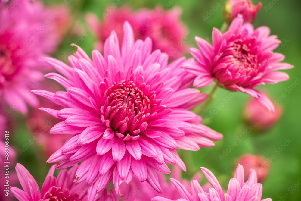 Pink flowers of the aster. Aster Dumosus Pink flowers of the aster. Aster Dumosus