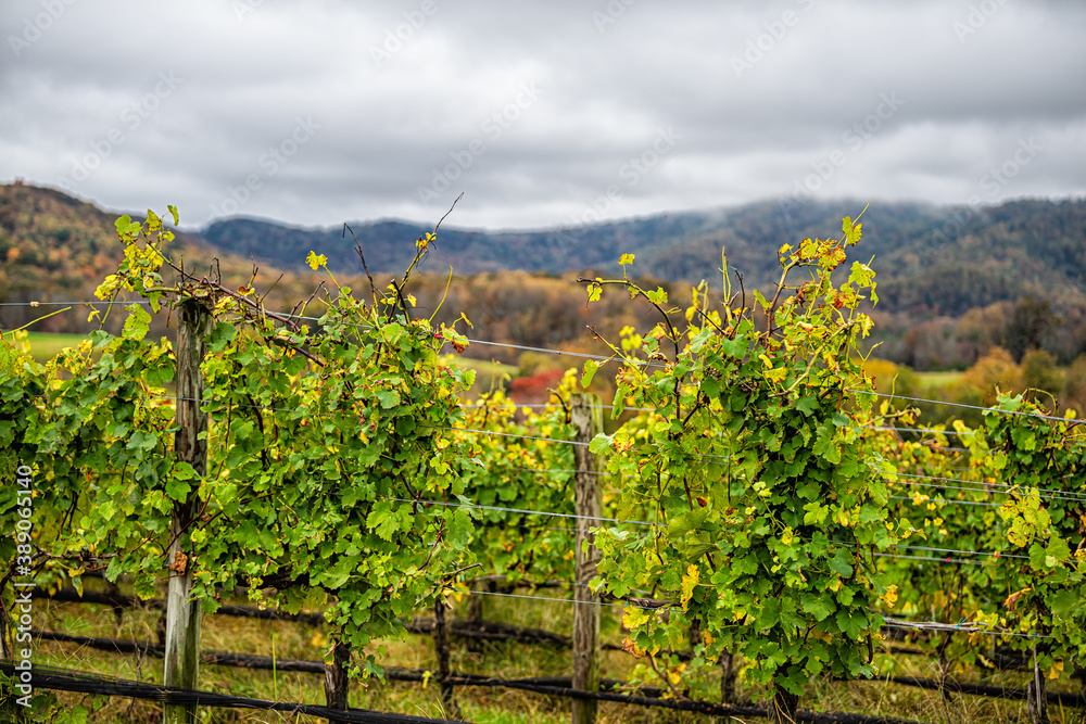 Autumn fall season countryside at Charlottesville winery vineyard in blue ridge mountains of Virginia with fog mist cloudy sky