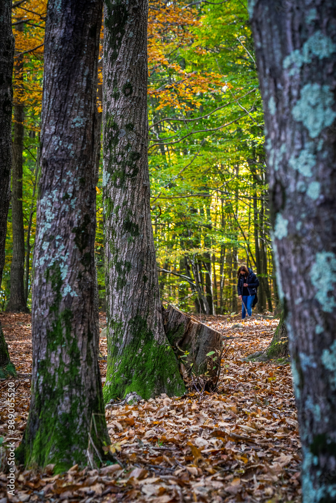Naklejka premium Montseny deep forest colorful autumn in Catalonia, Spain.