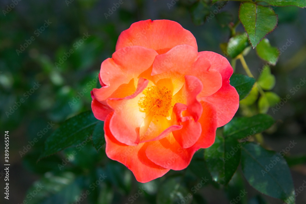 オレンジ系の色のバラ