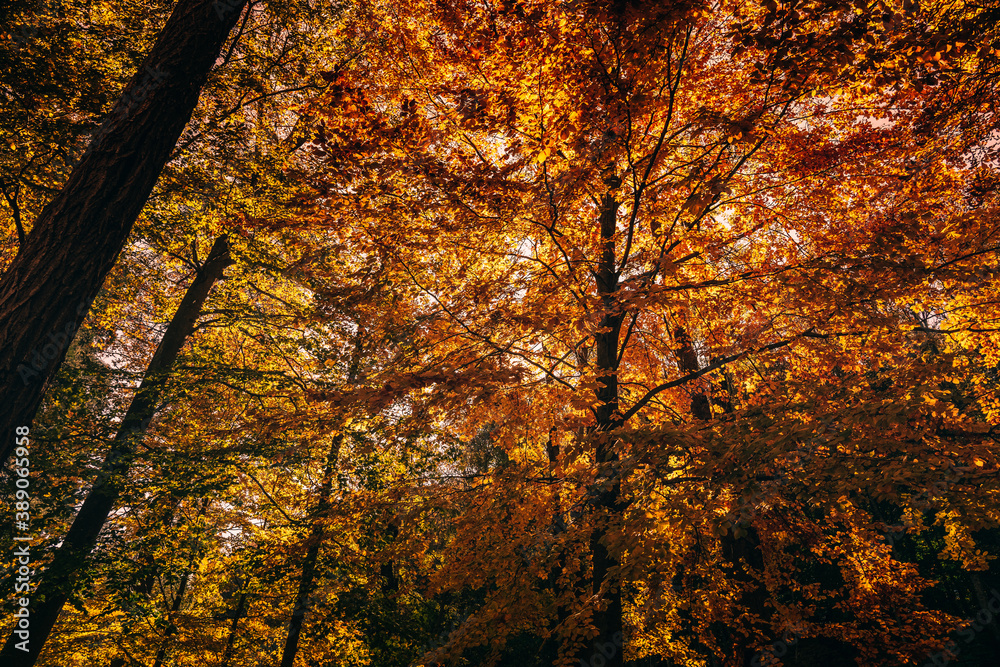 Obraz premium Montseny deep forest colorful autumn in Catalonia, Spain.