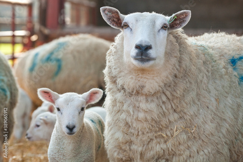 New born Lleyn lambs and ewes at lambing time