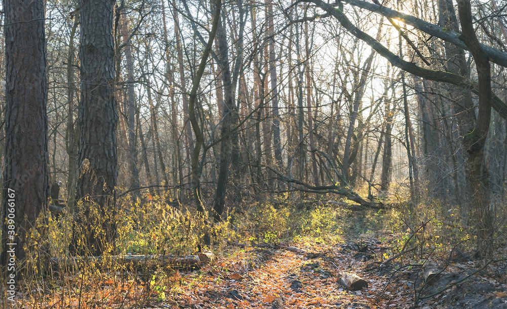 Obraz premium autumn forest in a light of evening sun