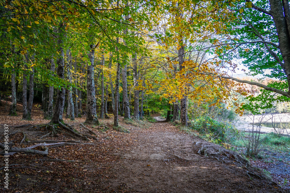 Fototapeta premium Montseny deep forest colorful autumn in Catalonia, Spain.
