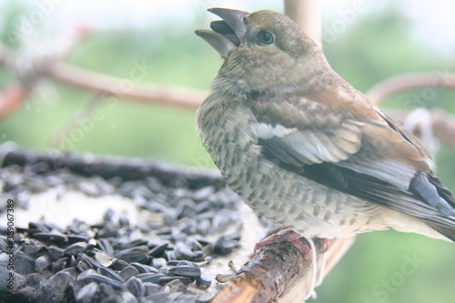 Fotografiet juvenile hawfinch on a branch