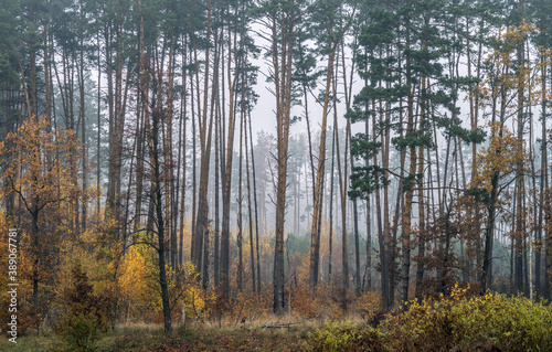 Foggy morning in a pine forest. Autumn landscape with pines and deciduous trees with сс leaves.