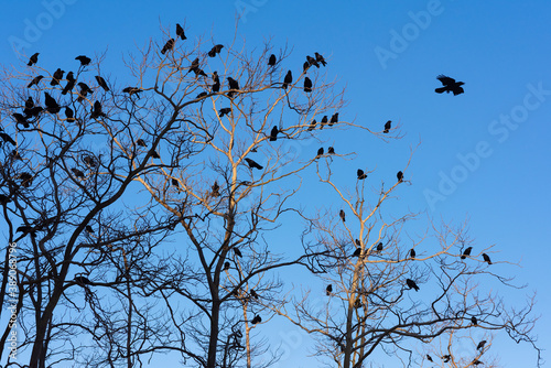 Crows