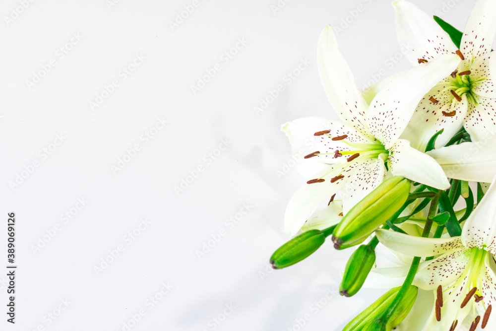 White Lily flowers with speckled petals and green buds on a white background. Background texture
