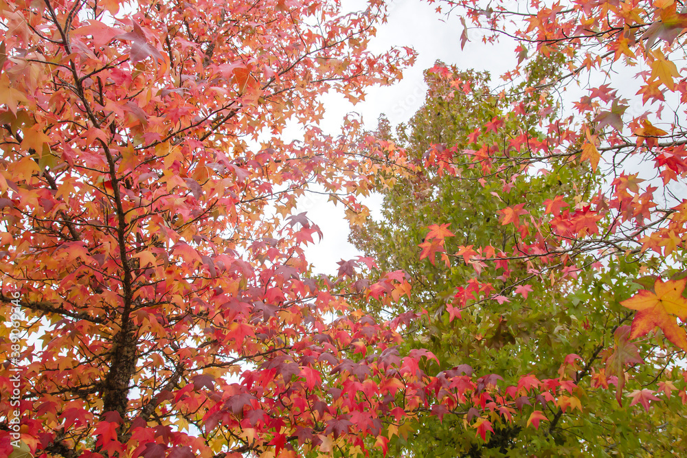 Autumnal liquidambar tree