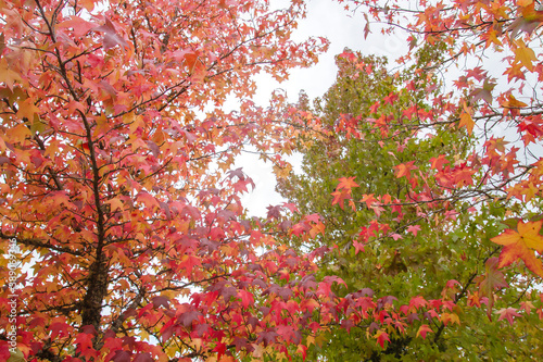 Autumnal liquidambar tree