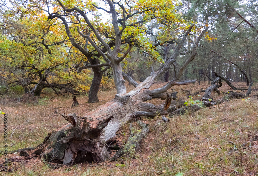 old dry tree lie in autumn forest