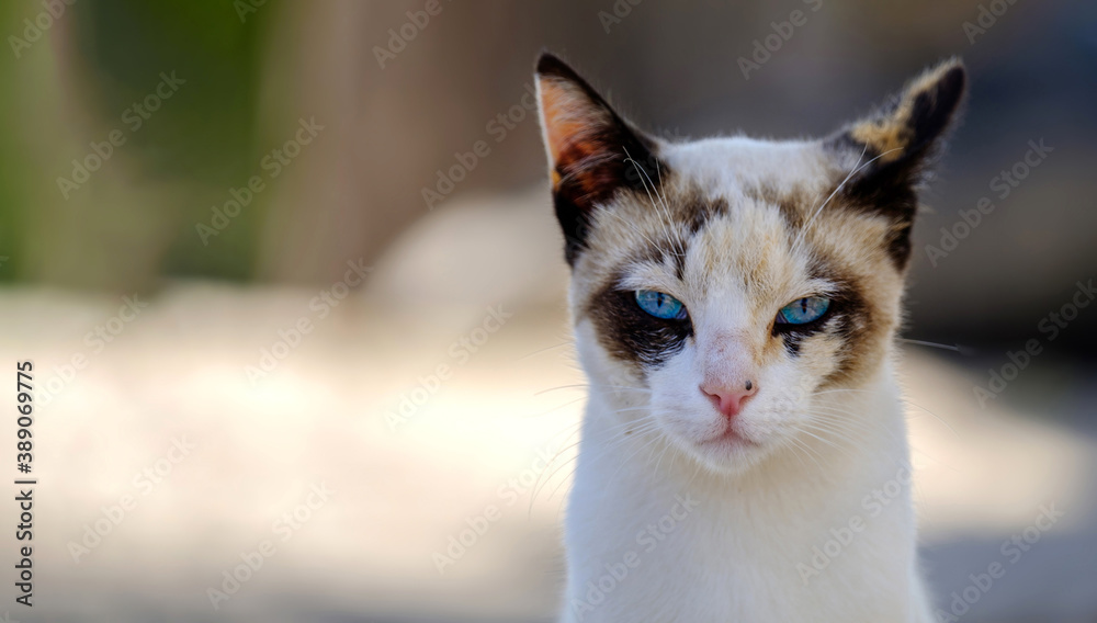 cat portrait defiantly squinting look with blue eyes cat portrait defiantly squinting look with blue eyes