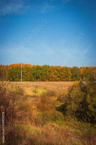 Fototapeta Naklejka Na Ścianę i Meble -  forest autumn nature of the Russian Federation