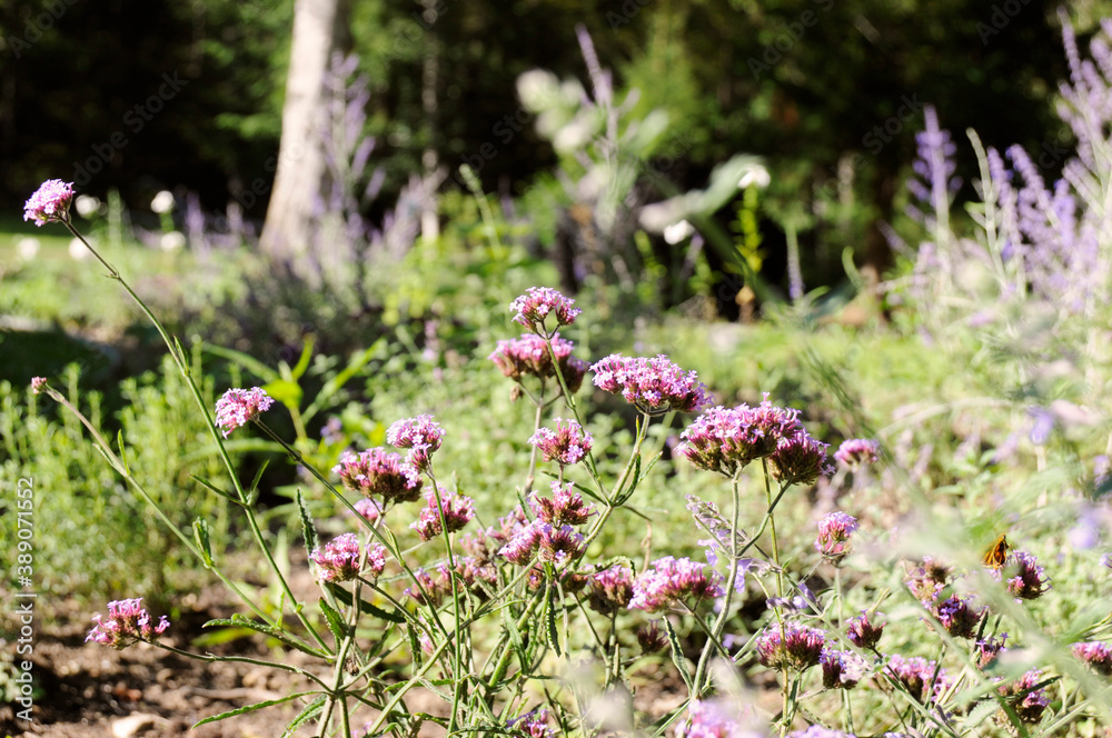 Purple verbena bonariensis flowers in a meadow. Purple verbena bonariensis flowers in a meadow.