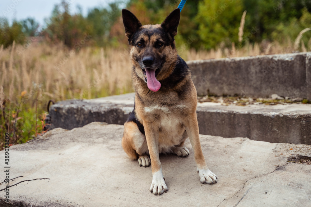 homeless dog shepherd sitting on the slabs homeless dog shepherd sitting on the slabs