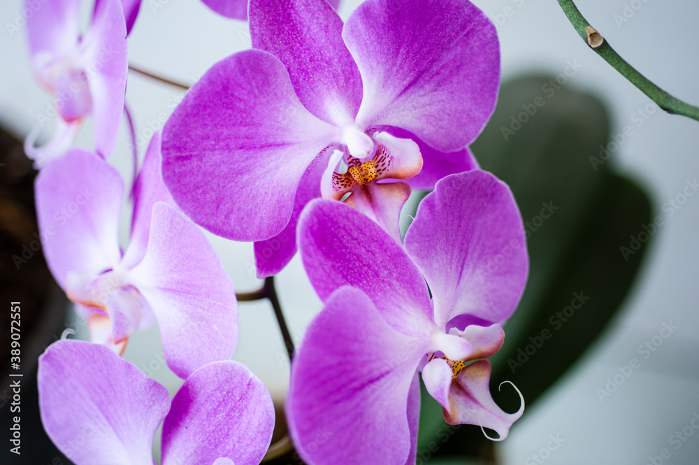 Obraz premium purple orchid flower