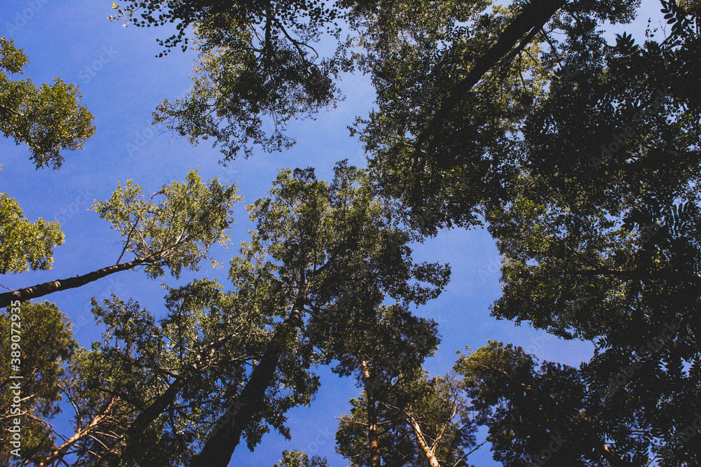 Fototapeta premium trees and sky